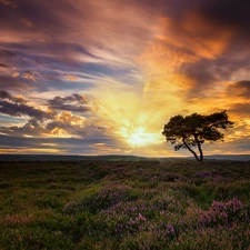 heath, North Yorkshire County, Great Sunsets, Egton, England, trees, clouds