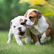 puppies, grass, Dogs, English Bulldogs, Two cars