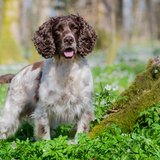 dog, grass, Moss, English Springer Spaniel