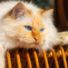 wicker, Chair, Blue Eyed, cat, Longhaired