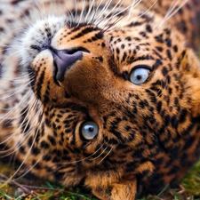 Leopards, Eyes