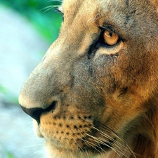 Lion, Eyes