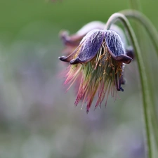 Colourfull Flowers, pasque, fading