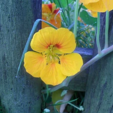 Yellow, nasturtium, Fance, Colourfull Flowers