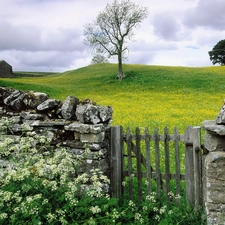 Meadow, viewes, Fance, trees