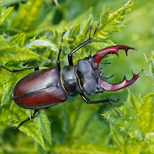 plant, Leaf, deer fawn, rapprochement, cockchafer