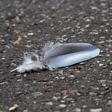 feather