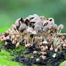 little doggies, hats, feet, mushroom