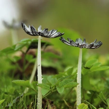 feet, mushrooms, hats