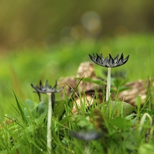 Mushrooms, hats, feet, grass