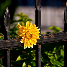 Yellow, metal, fence, Colourfull Flowers