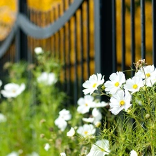 fence, White, Cosmos