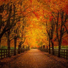 viewes, autumn, Park, fence, clones, trees