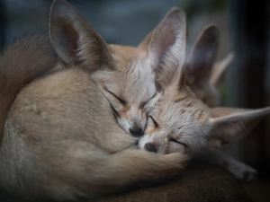 cuddled, Sleeping, fox, Fenki, Two cars