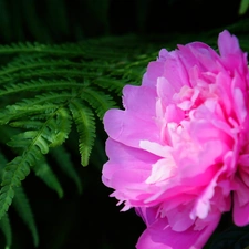 Colourfull Flowers, Leaf, Fern, peony