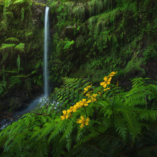 Rocks, VEGETATION, Flowers, green, Yellow, Nemorosa, flux, fern