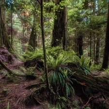 viewes, fern, forest, trees, Green