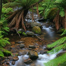 forest, Stones, fern, stream