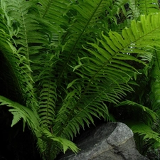 fern, Leaf, green