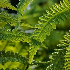 Leaf, fern