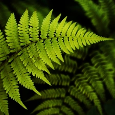 Leaf, fern