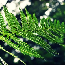 leaf, fern