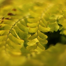 Leaf, Fern