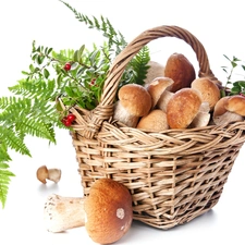 Fern, basket, mushroom