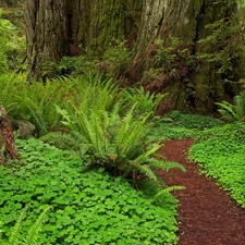 fern, forest, Path