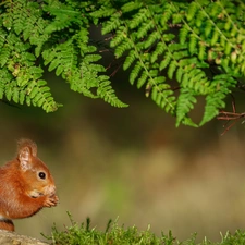 squirrel, fern