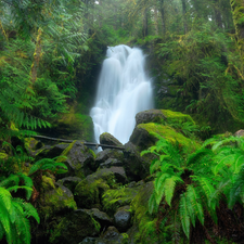 VEGETATION, trees, Stones, viewes, waterfall, Green, forest, fern