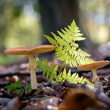 Fern, mushrooms, toadstools