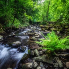 viewes, forest, Stones, Fern, River, trees