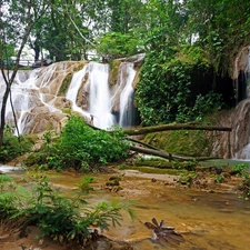 fern, forest, waterfall