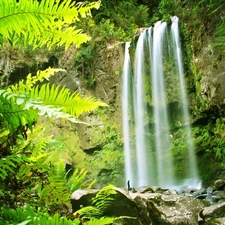 fern, Rocks, waterfall
