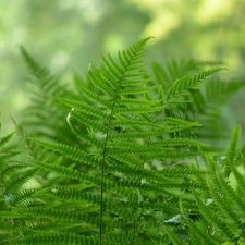 fern