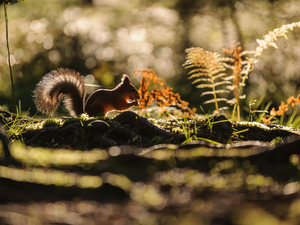 Ferns, Ginger, squirrel