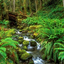 stream, forest, thicket, narrow, Green, Ferns, trees