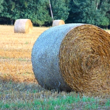 Bele, an, field, hay