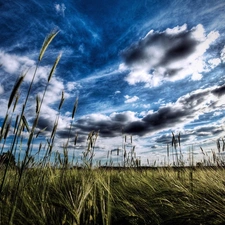 clouds, Field