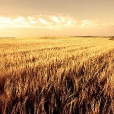 corn, Field