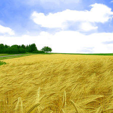 Golden, cereals, Field, Lany