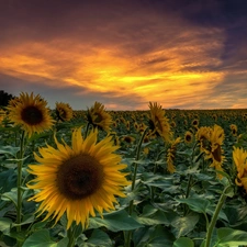 Nice sunflowers, Great Sunsets, Field