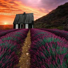 Hill, Great Sunsets, Field, lavender, house