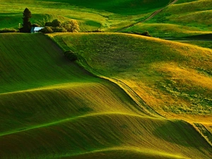 green ones, The Hills, field, wavy