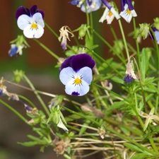 pansy, field