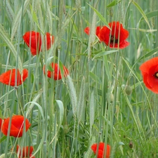 papavers, Field