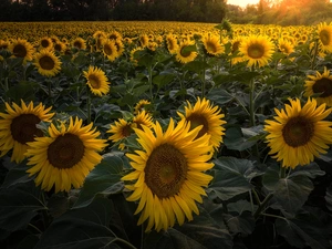 sunflowers, Nice sunflowers, Field