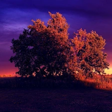 trees, field