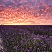 west, lavender, field, sun